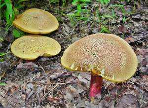 Виды грибов в Самарской области
