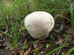Особенности сбора грибов дождевиков
