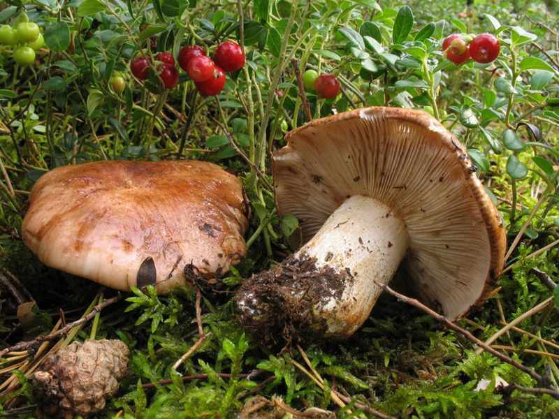 Съедобные и несъедобные виды грибов