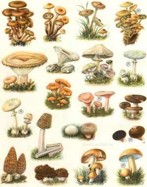 Съедобные и ядовитые грибы.