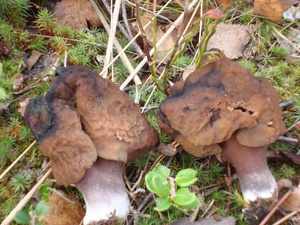 Характерные отличия гриба сморчка от грибов-двойников