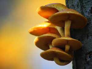 Какие грибы не пригодные к употреблению