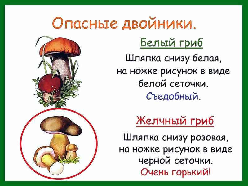 Ложный белый гриб: его виды