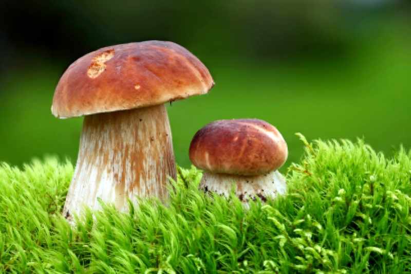 Размножение грибов спорами 