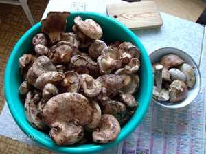 Маринованные грибы свинушки