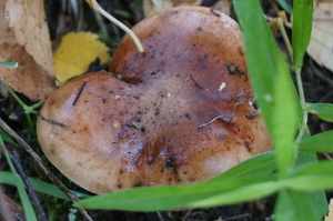 Самые популярное сорта грибов в Ленинградской области
