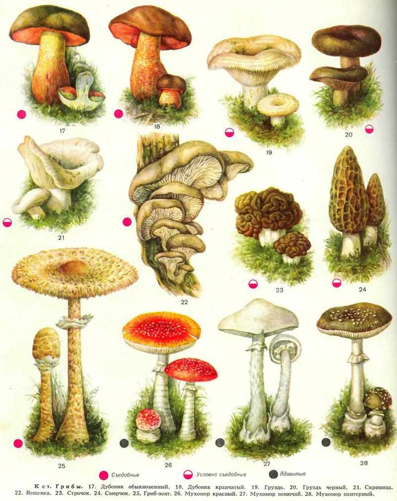 Классы грибов 