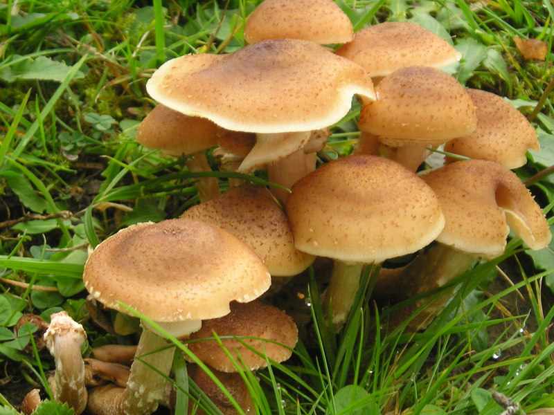 Название грибов