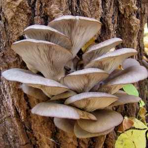 Где растут грибы вешенки