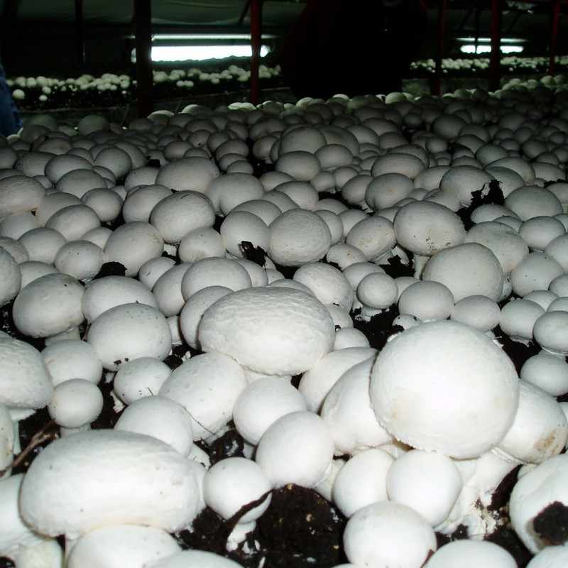 Как сажать грибы шампиньоны в домашних условиях