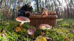 Сезон грибов в Краснодарском крае