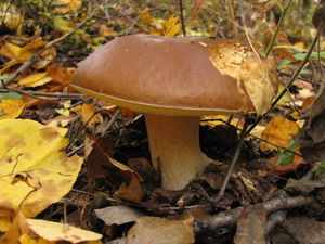 Внешний вид польских белых грибов