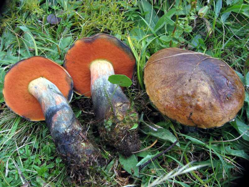 Внешний вид грибов поддубовиков