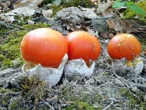 Когда начинается сезон грибов в Краснодарском крае