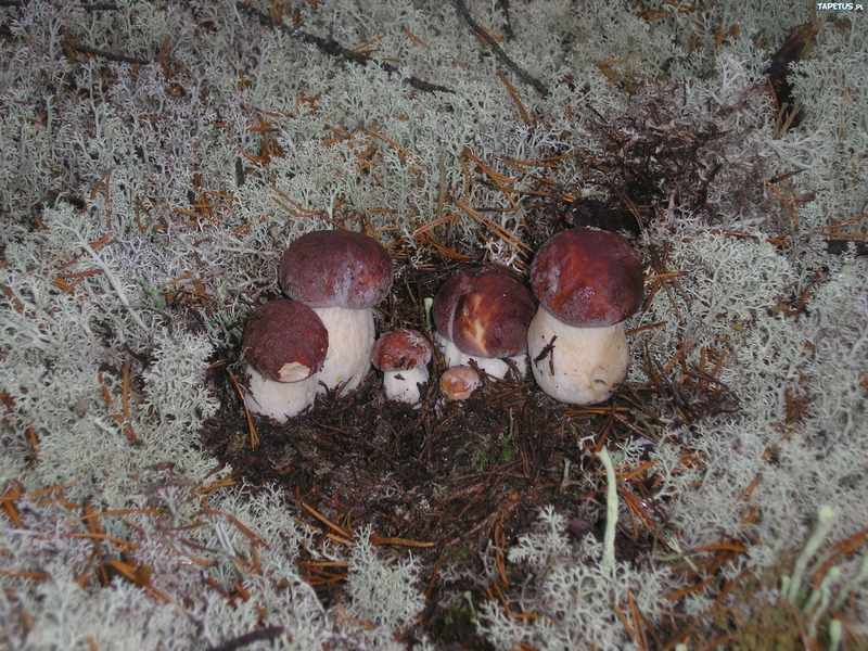 Типы размножения грибов