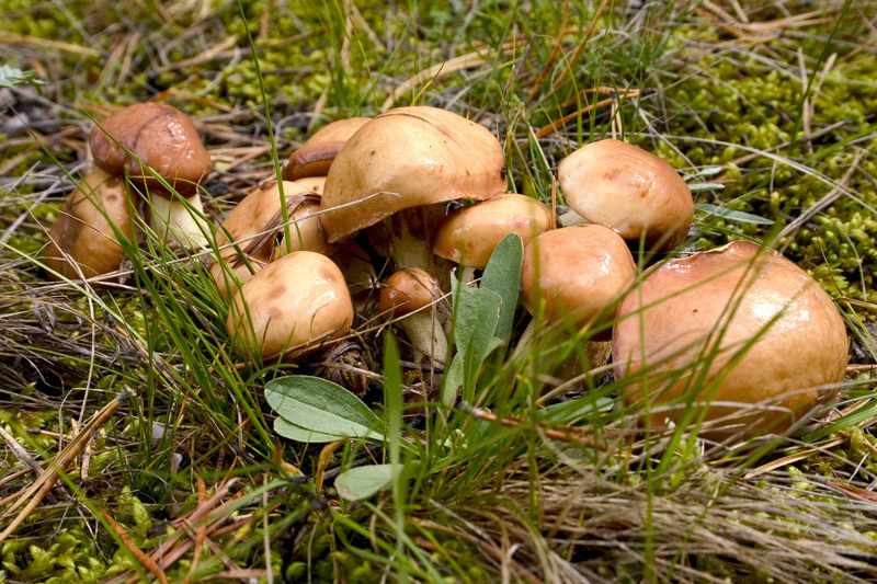 Сколько надо варить грибы 