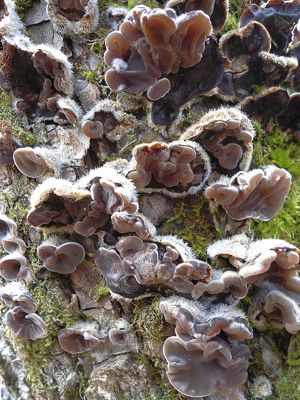 Как растут грибы сапротрофы