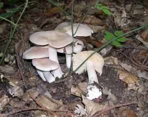 Как определить гриб ядовитая энтолома