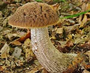 Места произрастания гриба 