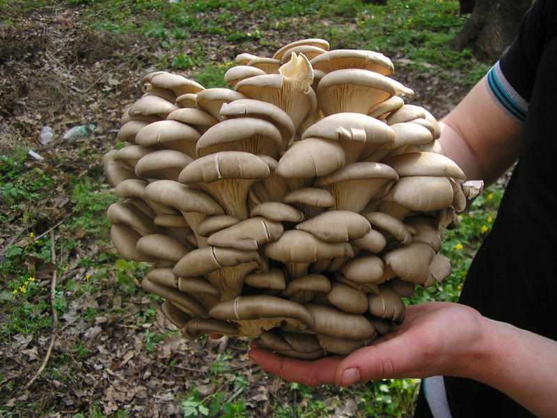Сбор грибов вешенок