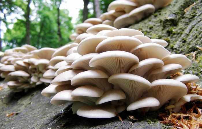 Лучшие грибы и грибные места Самарской области