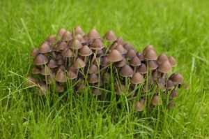 Разновидности псило-грибов