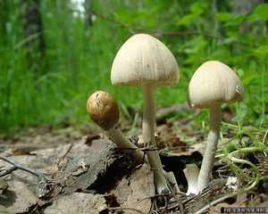 Какие грибы водятся в лесах Крыма