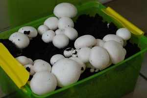 Какие грибы можно выращивать в домашних условиях