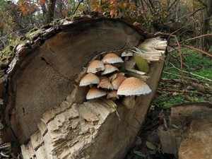 Как размножаются грибы сапротрофы