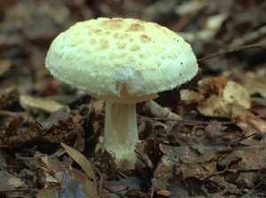 Несъедобные грибы Кубани