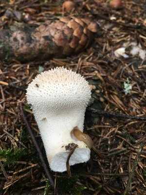 Внешний вид гриба дождевик