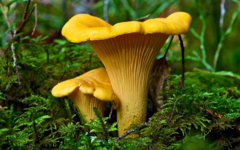 Как правильно собирать грибы в сосновом лесу