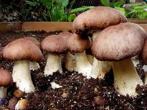 Как выращивают грибы в домашних условиях