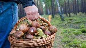 Сбор грибов в Краснодарском крае 