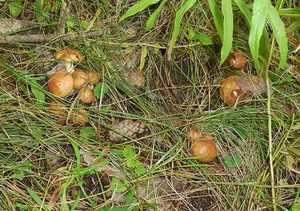 Какие грибы растут под сосной 