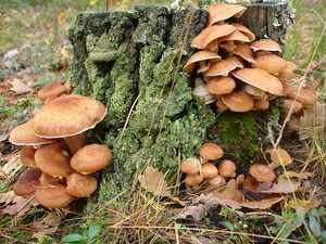 Какие грибы в октябре