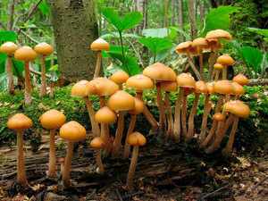 Произрастание грибов галерины окаймлённой в лесу