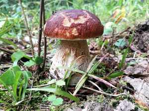 Польский гриб ядовитый