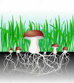 Как размножаются грибы 