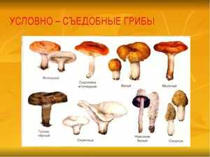  категории грибов 