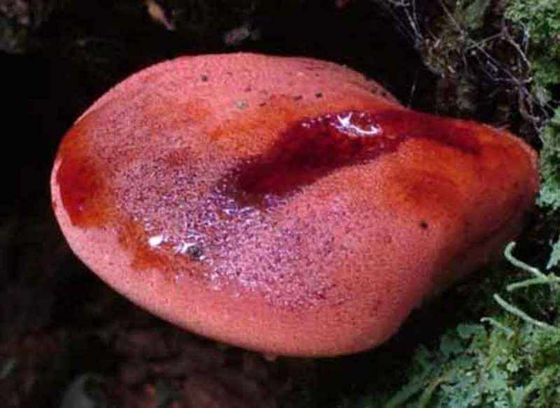 Польза гриба тещиного языка