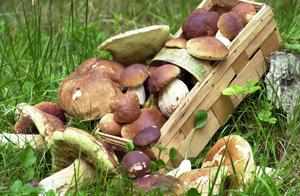 Сбор весенних и летних видов грибов в Краснодарском крае