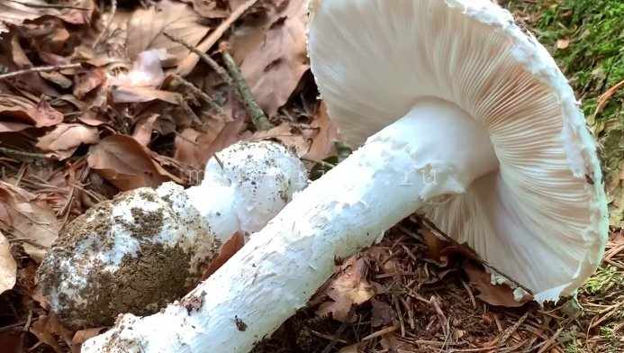редкий гриб