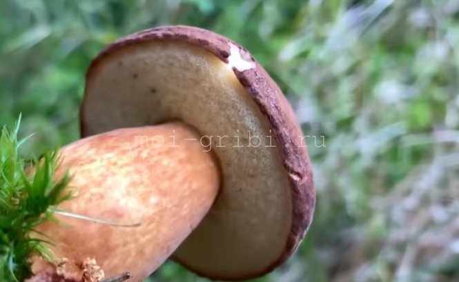 самый красивый гриб в лесу