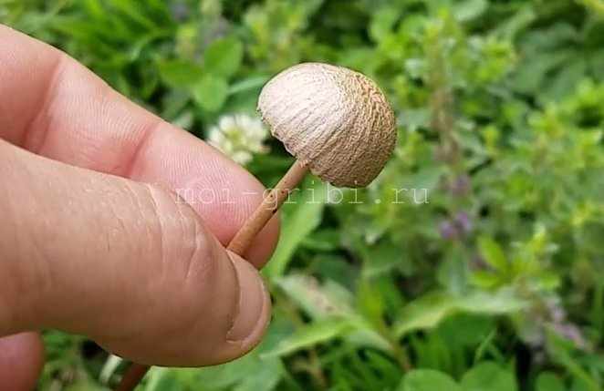 Базидиальные грибы