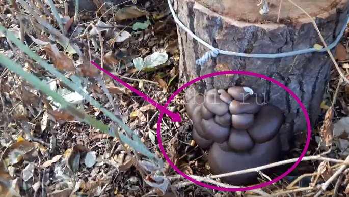 выращиваем гриб на даче