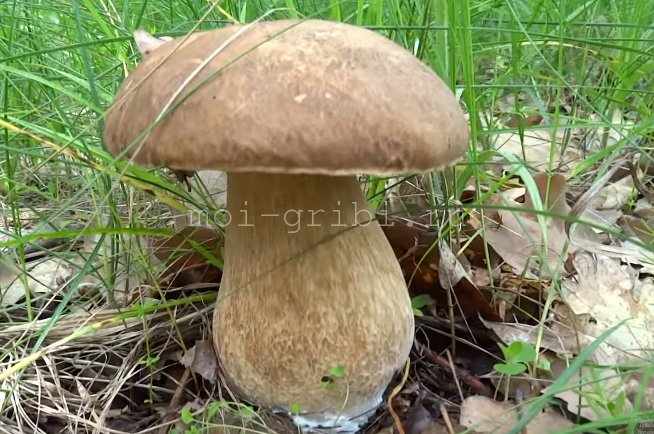 белый летний гриб