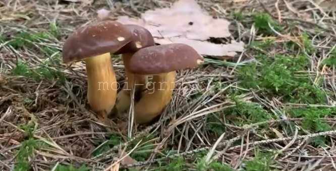 3 брата грибных