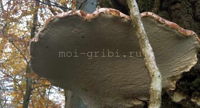 гриб трутовик березовый
