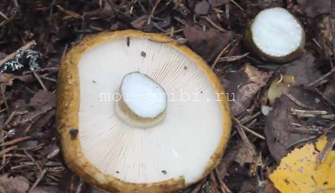 чернушки грибы